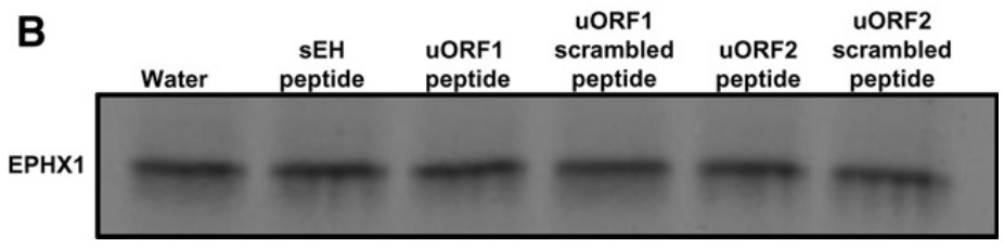uORF peptides do not induce nascent protein degradation.jpg
